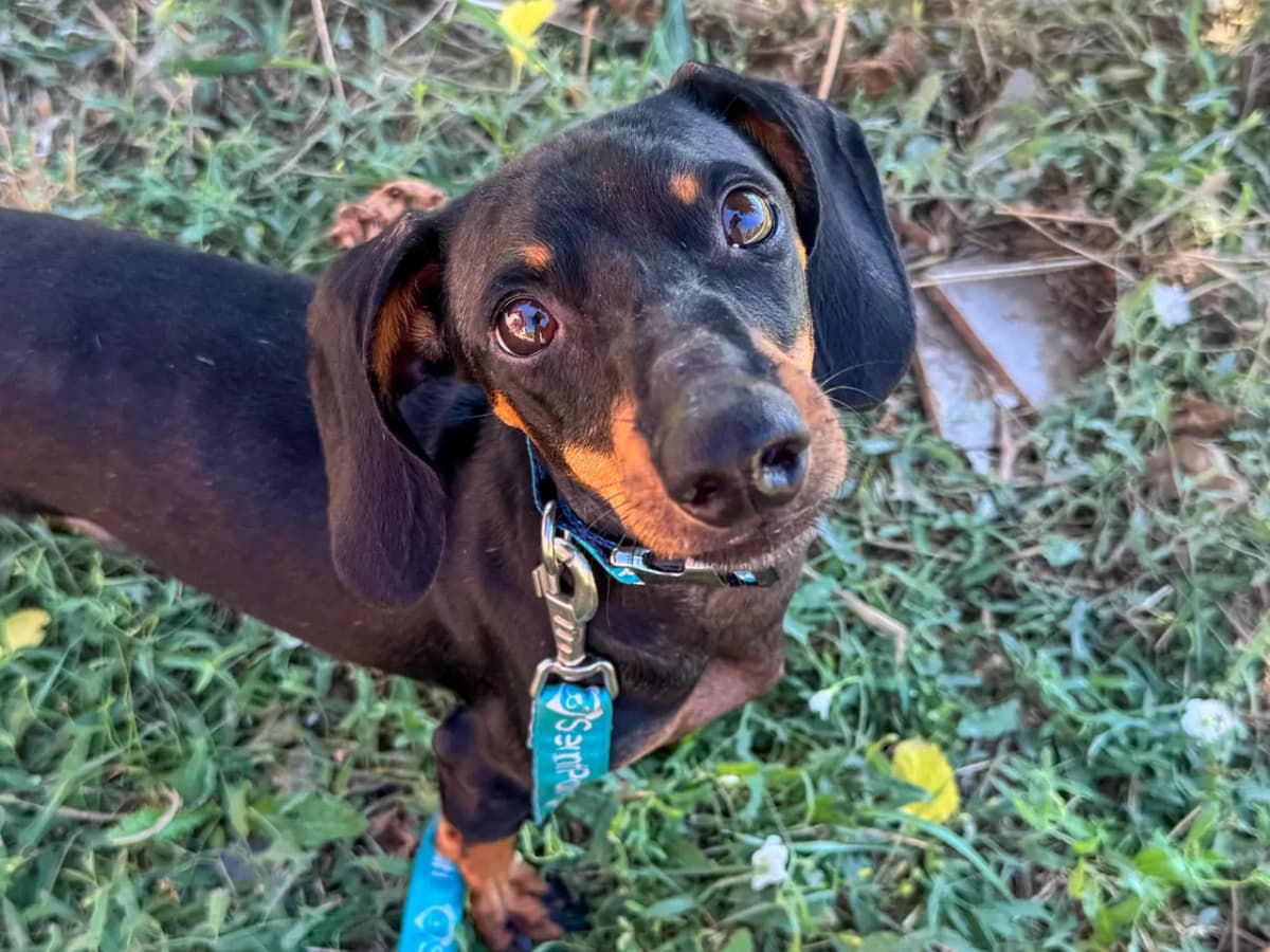 Bilbo Melez Köpek fotoğrafı