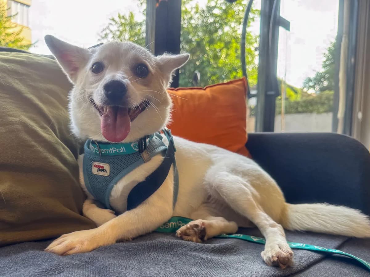 Viva Melez Köpek fotoğrafı