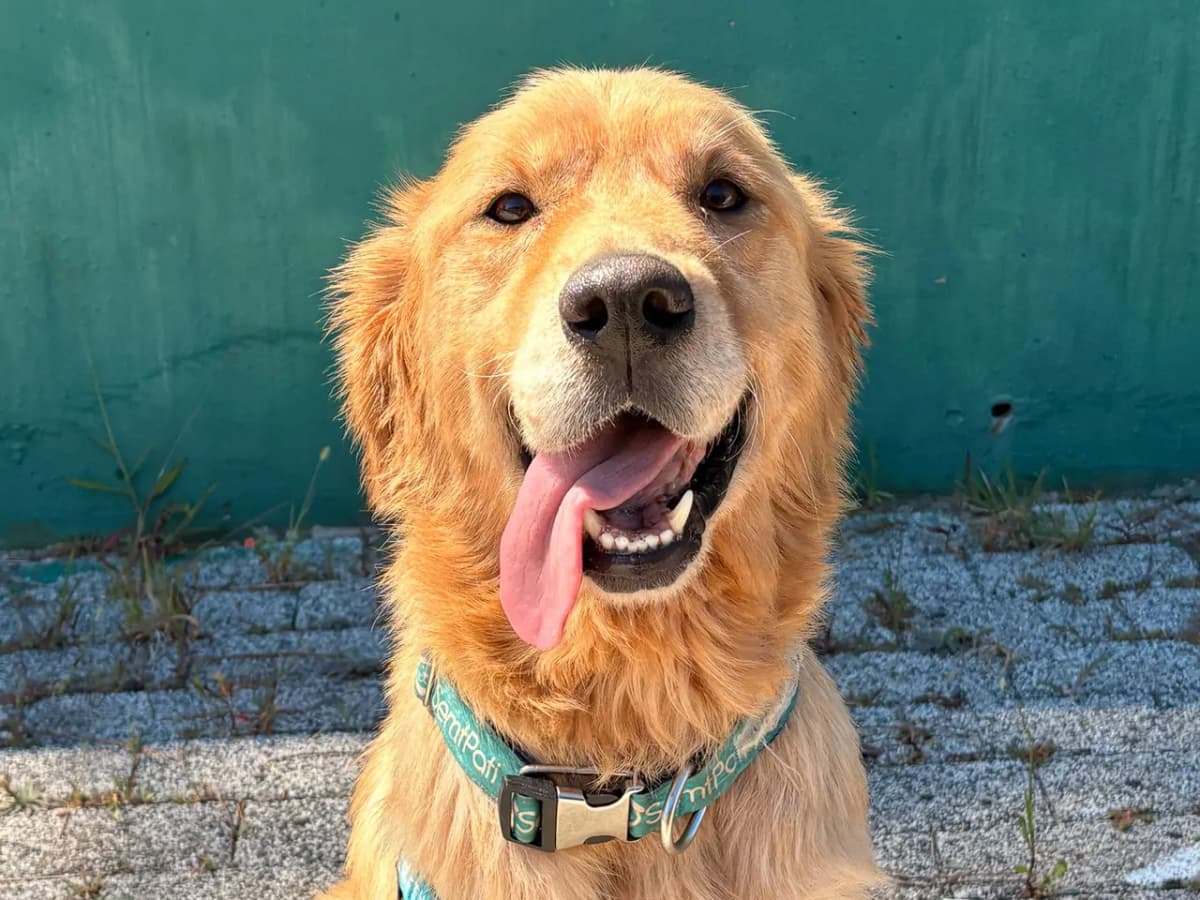 Köfte Melez Köpek fotoğrafı