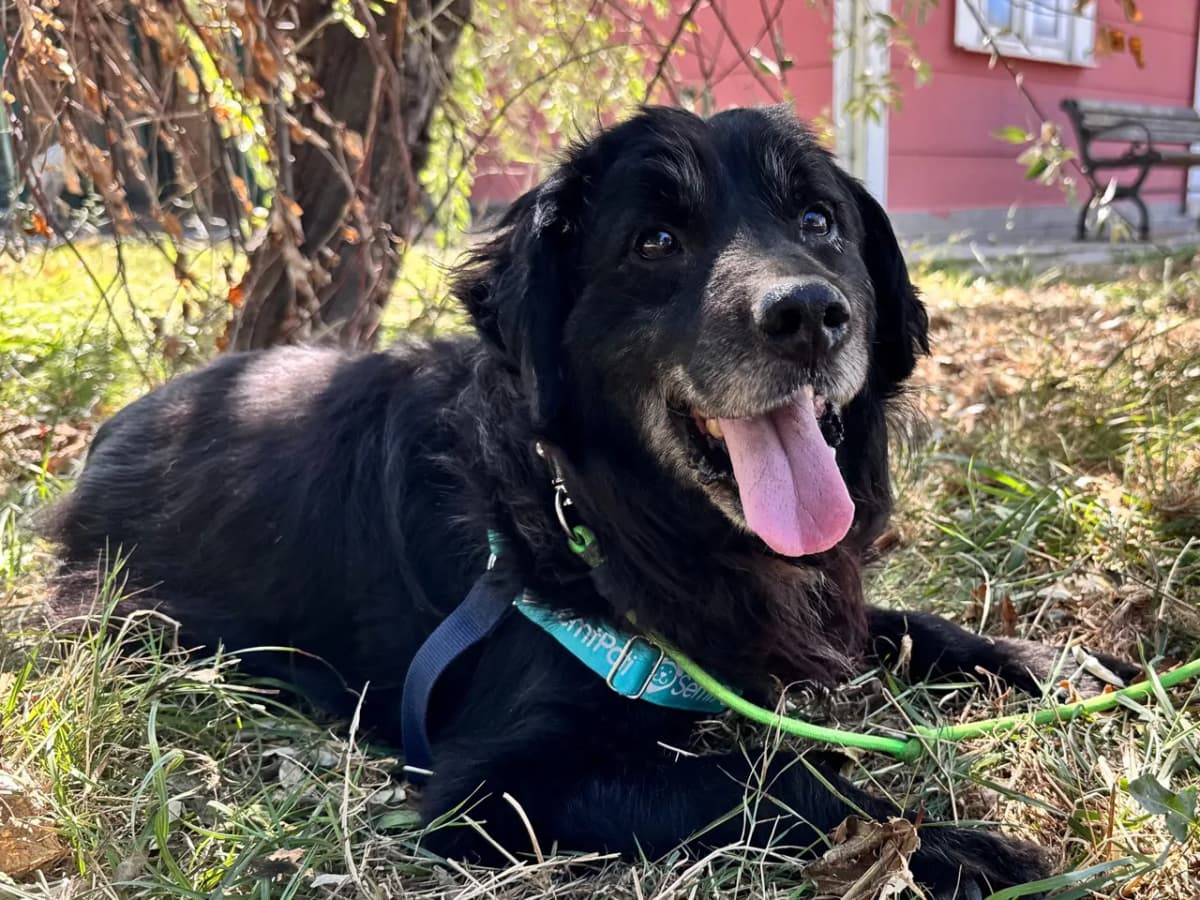 Pöti Melez Köpek fotoğrafı
