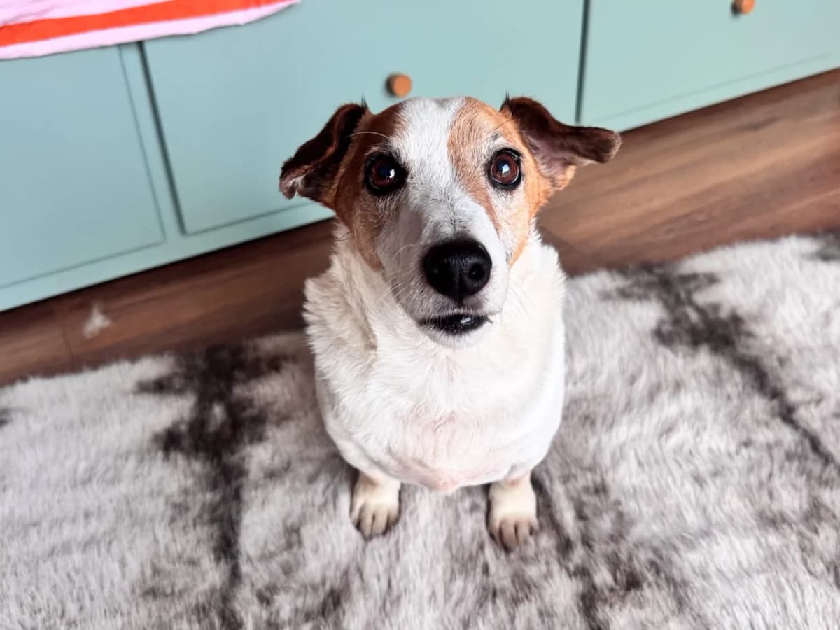 Milo Melez Köpek fotoğrafı