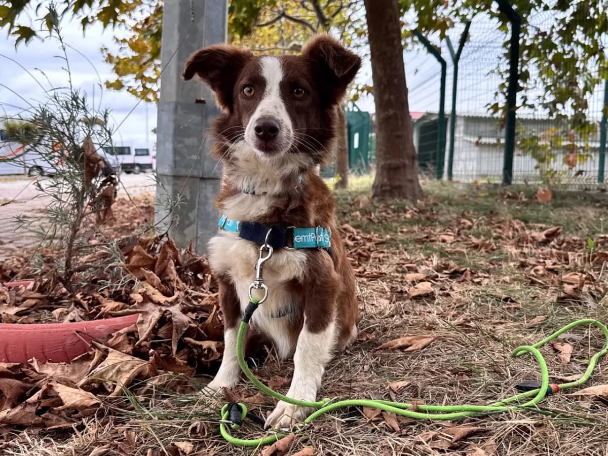 İstanbul Melez Köpek Melez Köpek fotoğrafı