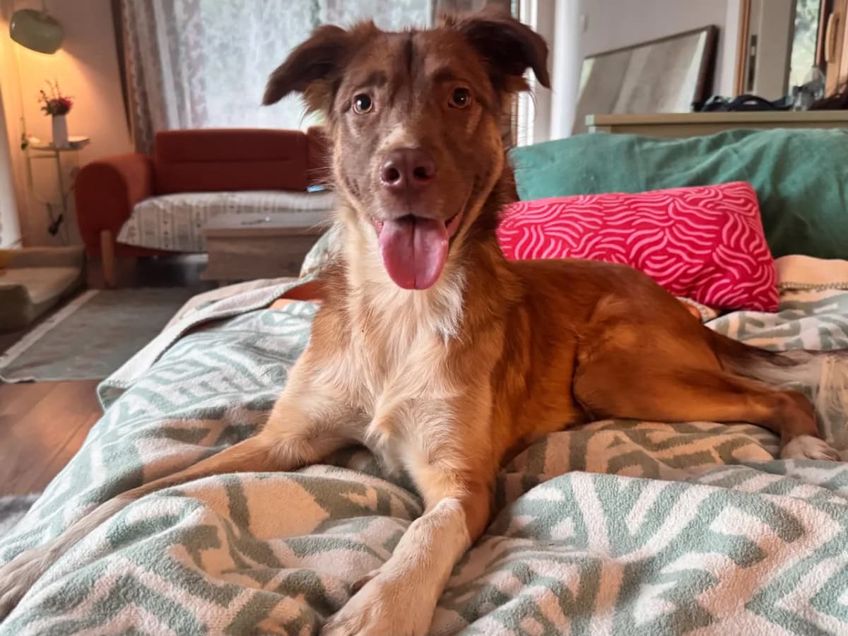 Kimchi Melez Köpek fotoğrafı