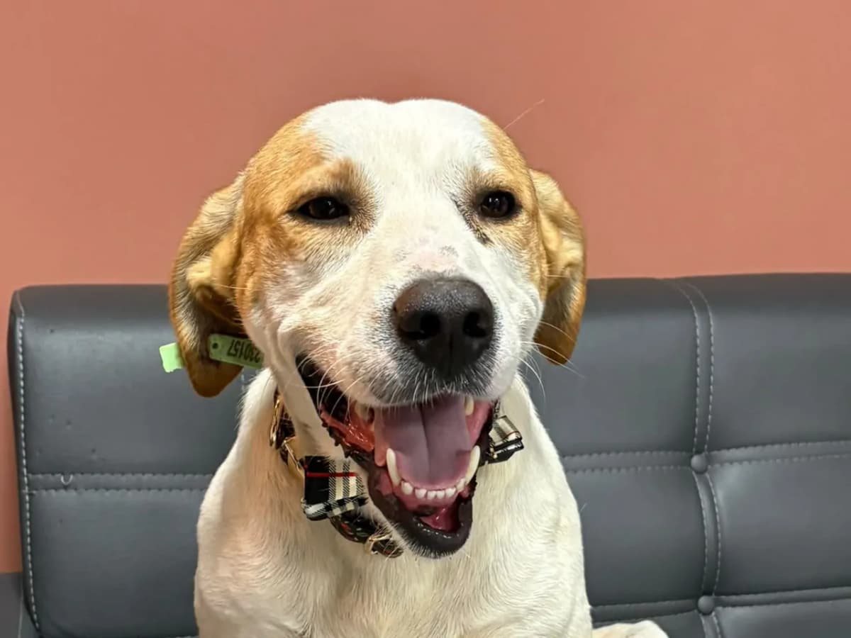 Pamuk Melez Köpek fotoğrafı