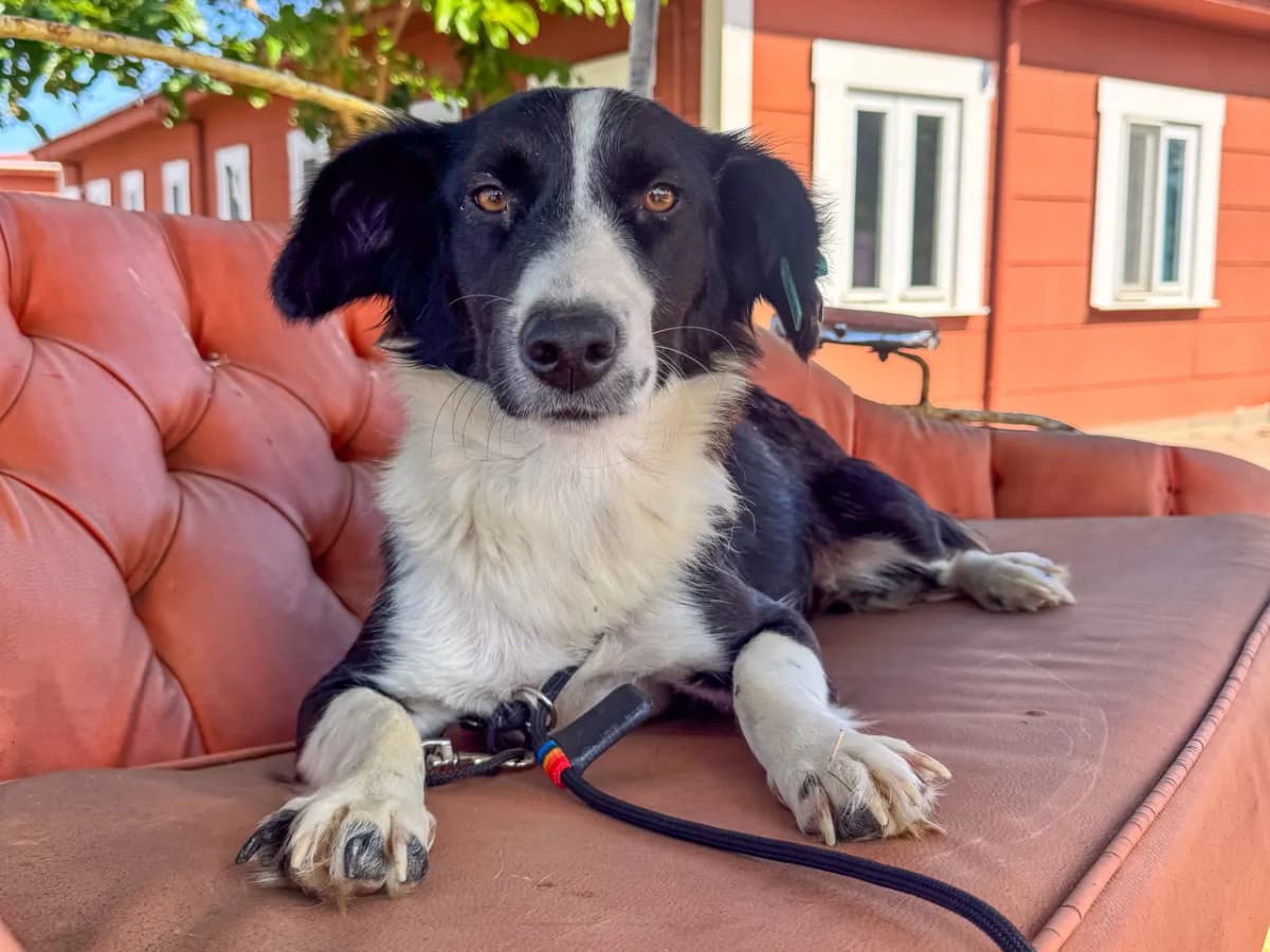 Dört Melez Köpek fotoğrafı