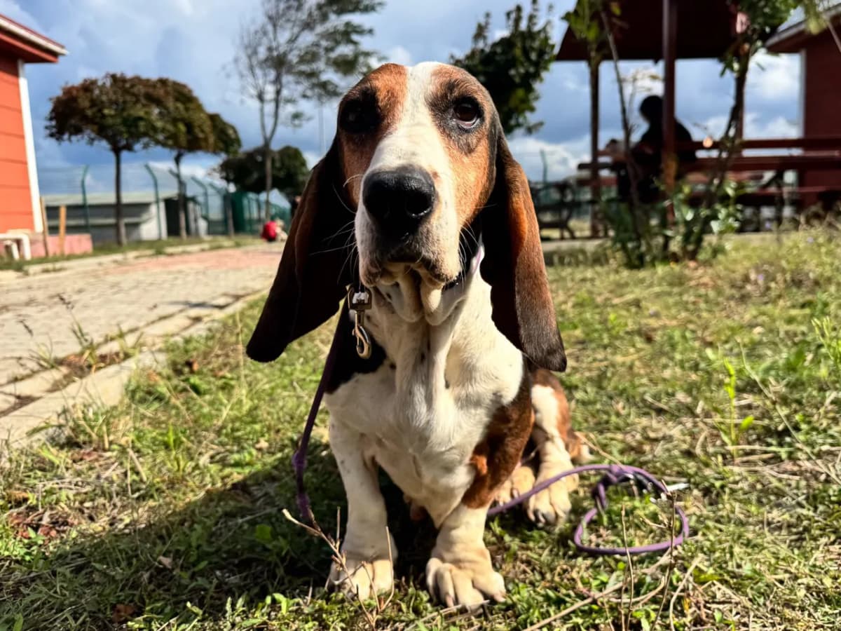 Bastish Melez Köpek fotoğrafı