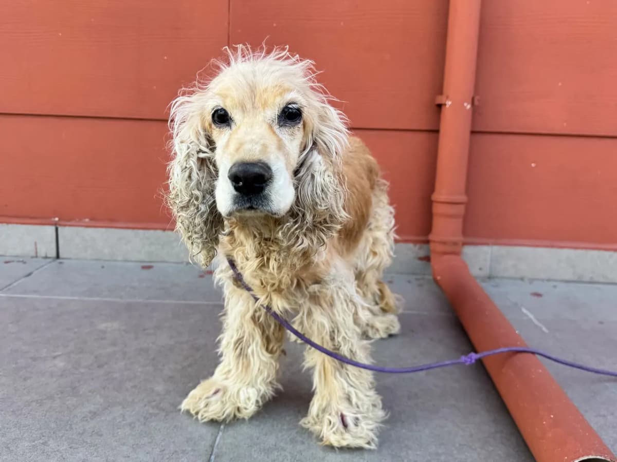 Lea Melez Köpek fotoğrafı