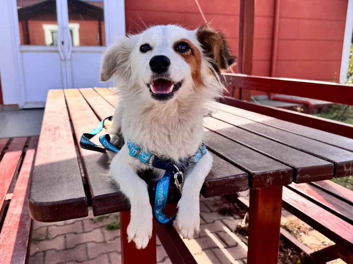 Chichi Melez Köpek fotoğrafı