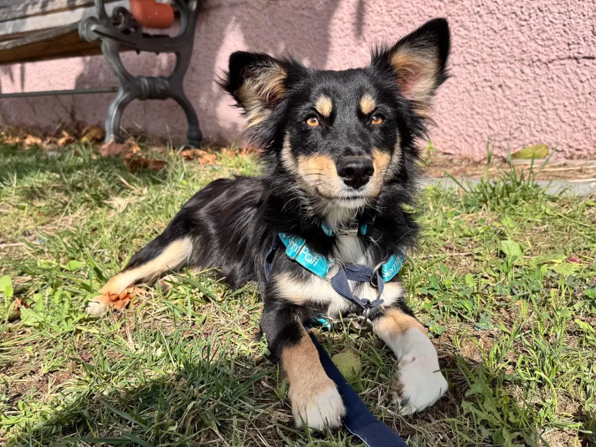 Pırpır Melez Köpek fotoğrafı