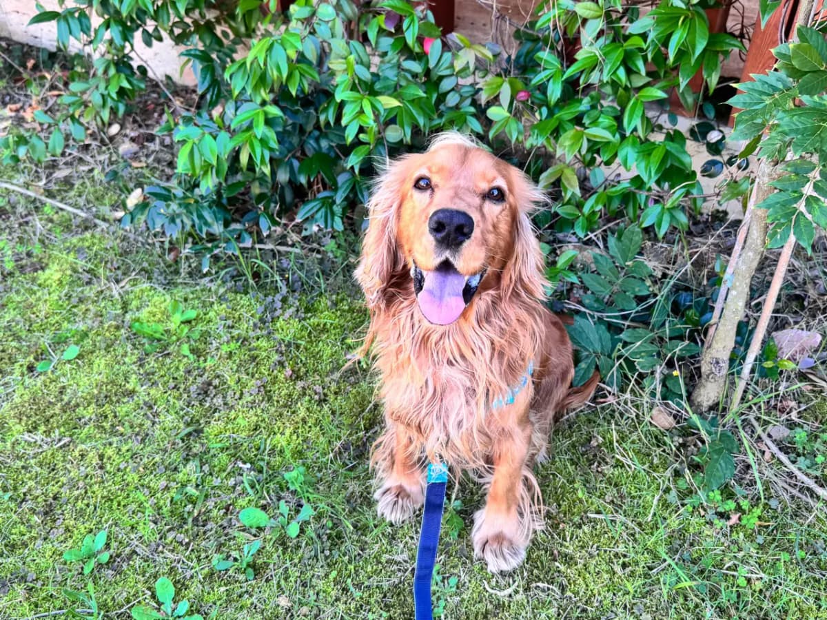 İstanbul Melez Köpek Melez Köpek fotoğrafı