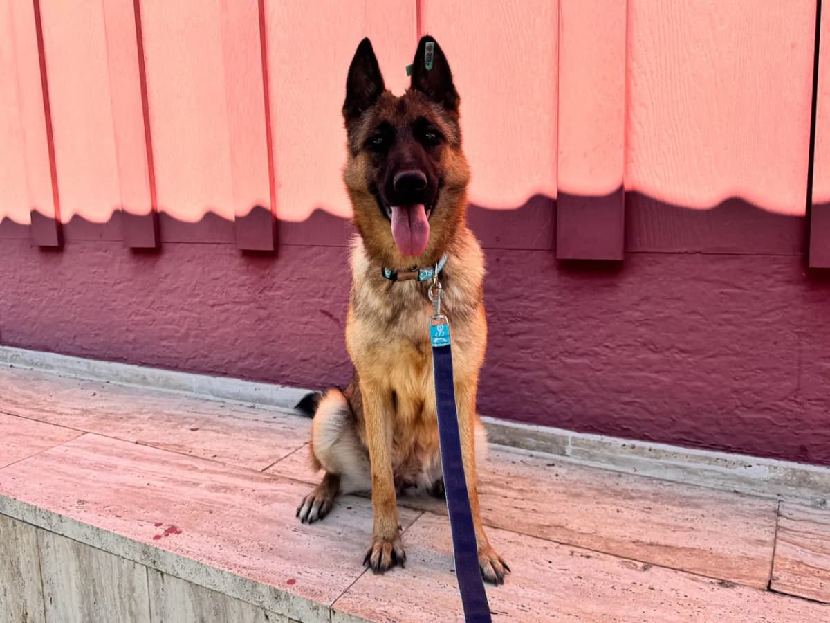 Zelda Melez Köpek fotoğrafı
