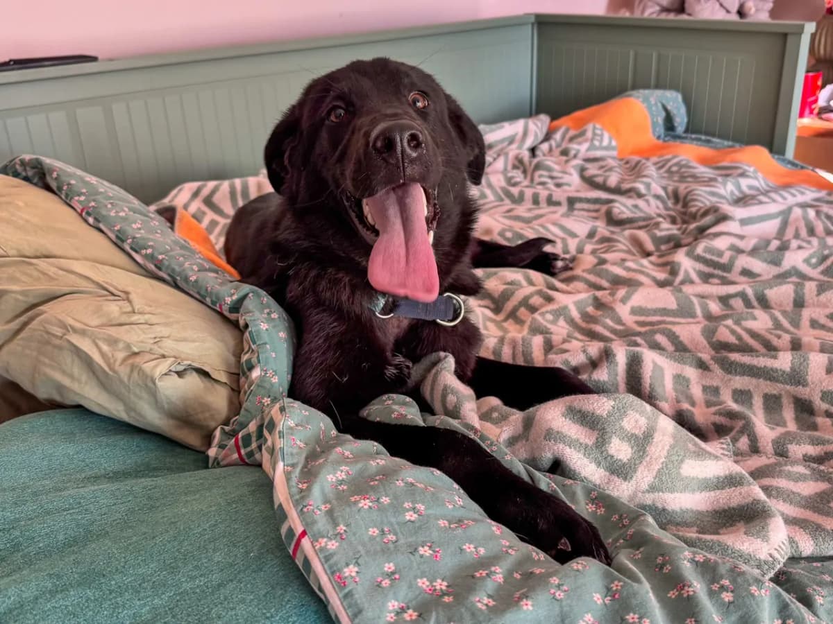 Espi Melez Köpek fotoğrafı