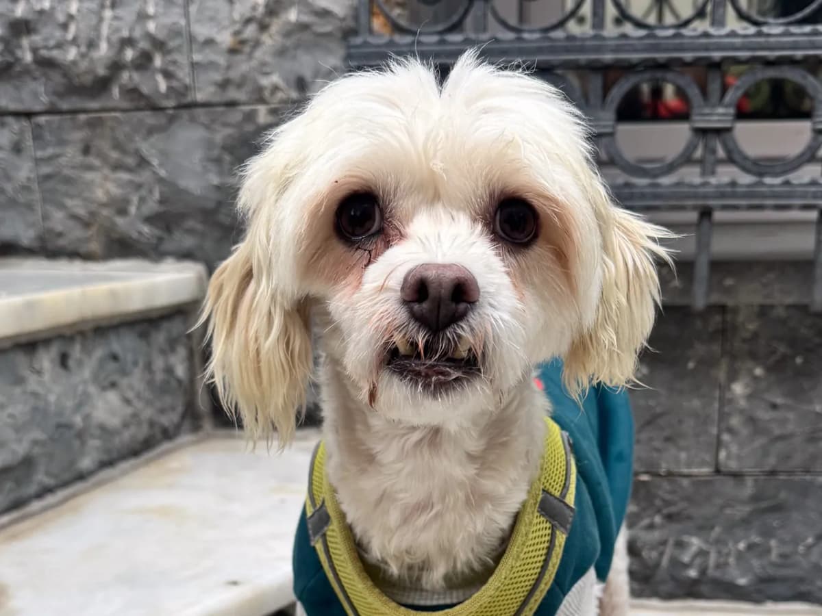 Flicka Melez Köpek, İstanbul