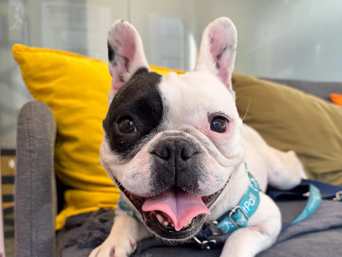 Mimi Melez Köpek, İstanbul