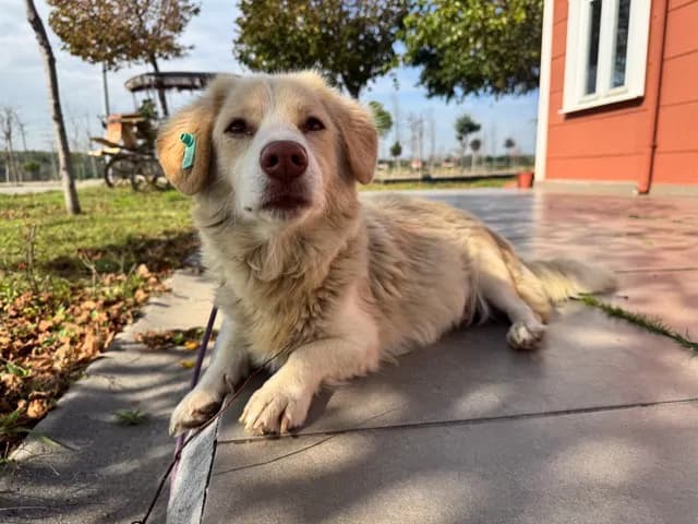 Mişka Melez Köpek fotoğrafı