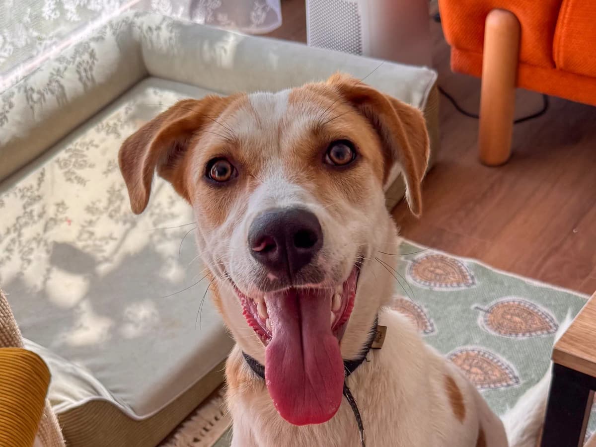 Benek Melez Köpek fotoğrafı
