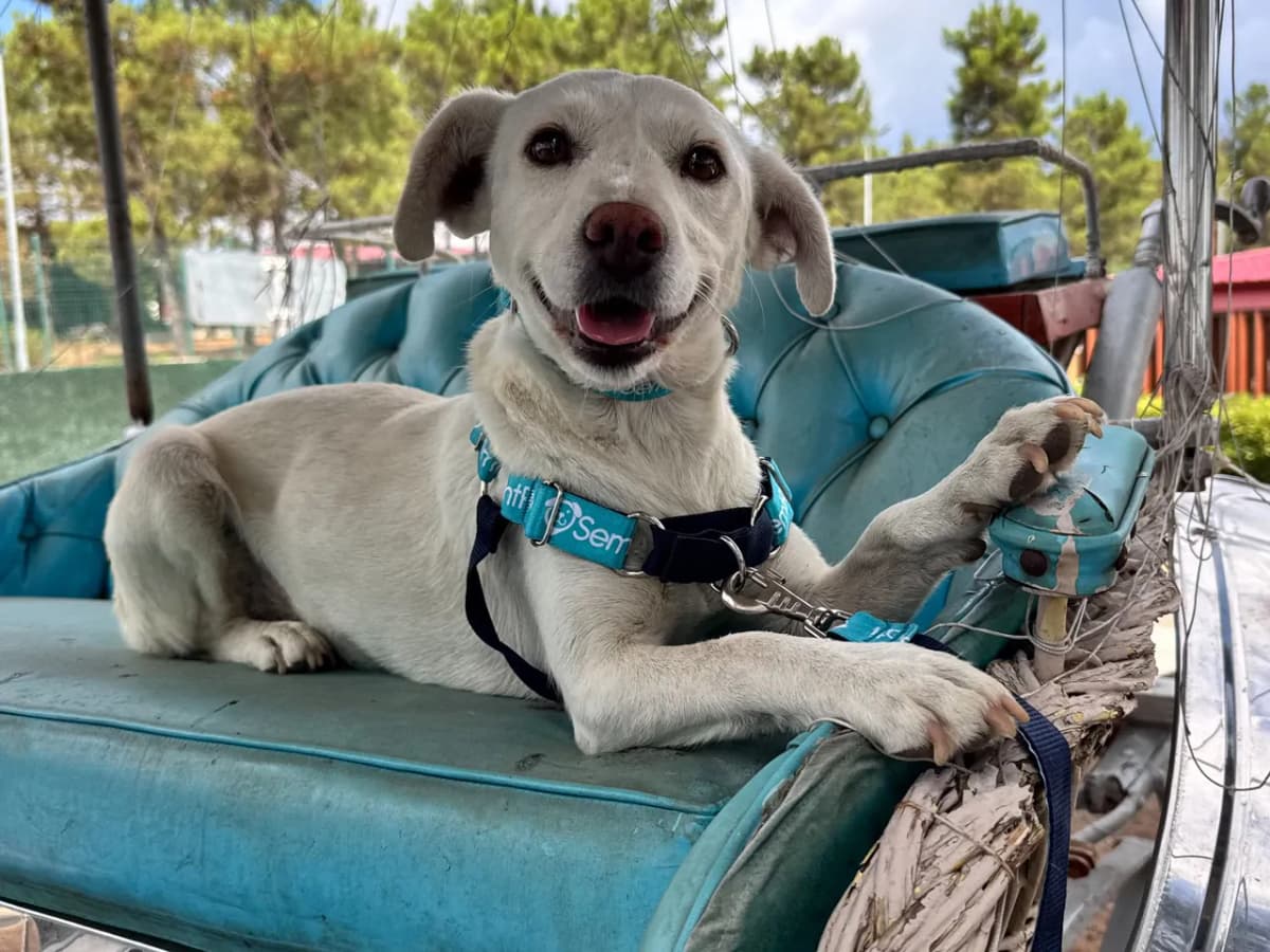 Kartopu Race Köpek fotoğrafı