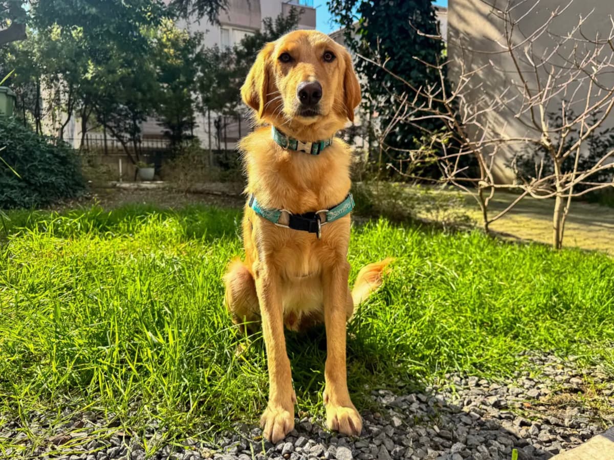 Simba Race Köpek fotoğrafı