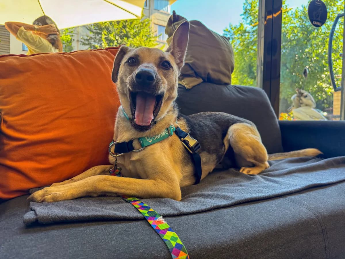 Audrey Melez Köpek fotoğrafı