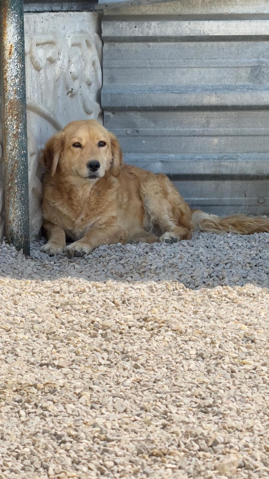 Kecioren Golden Golden Köpek, Ankara