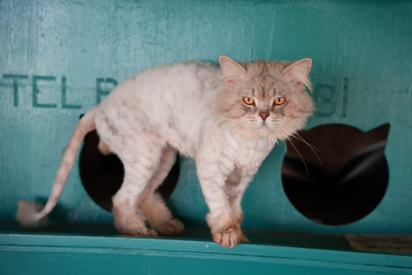 Kestel Can Dost 51 Melez Kedi, Bursa