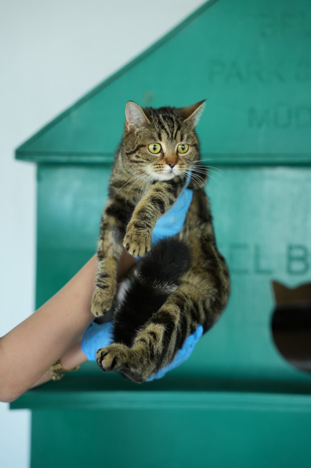 Kestel Can Dost 52 Melez Kedi, Bursa