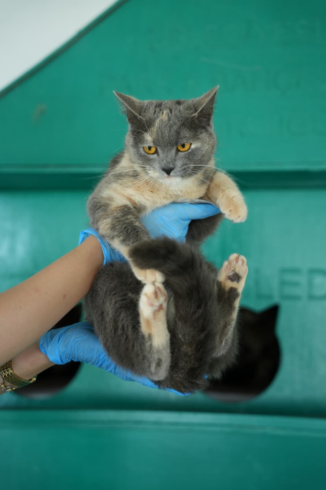 Kestel Can Dost 53 Melez Kedi, Bursa