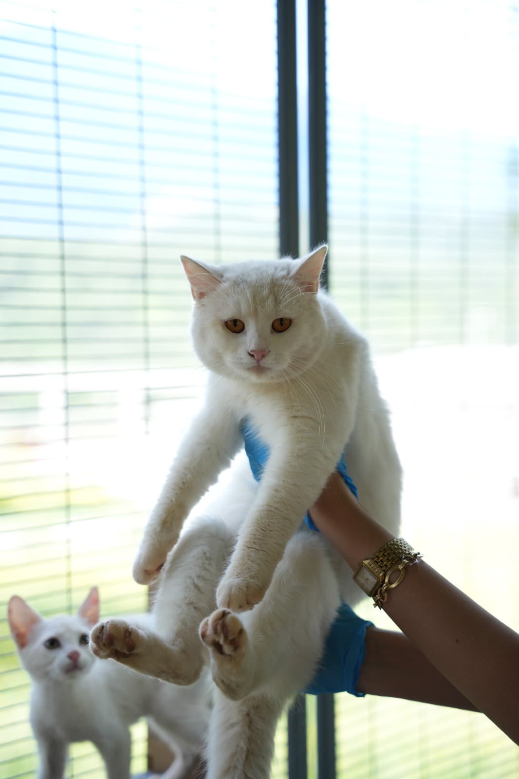 Kestel Can Dost 54 Melez Kedi, Bursa