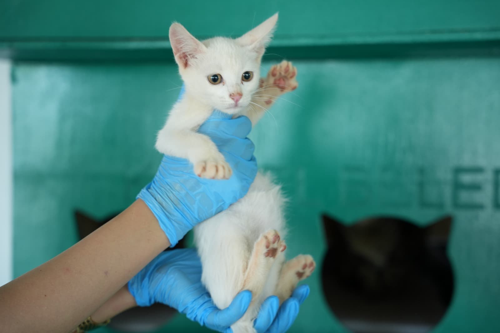 Kestel Can Dost 55 Melez Kedi, Bursa
