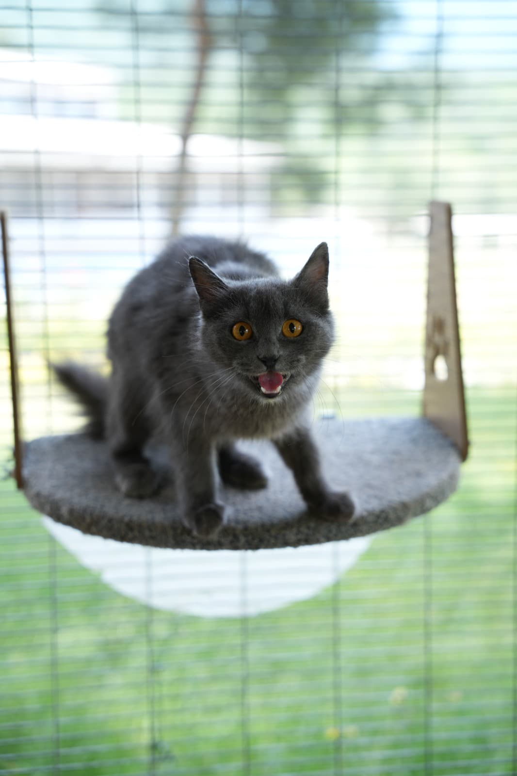 Kestel Can Dost 56 Melez Kedi, Bursa