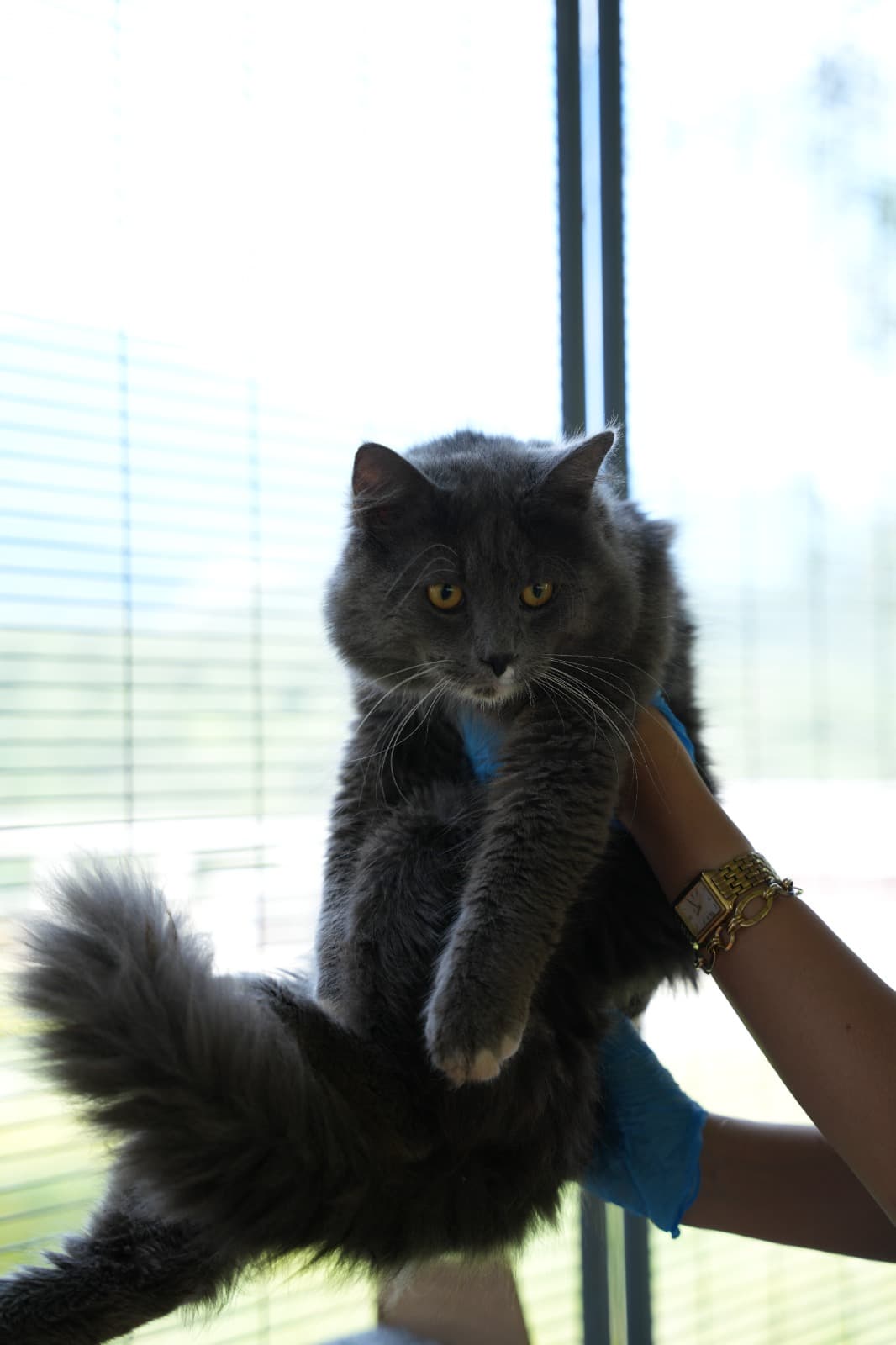 Dost Melez Kedi, Bursa