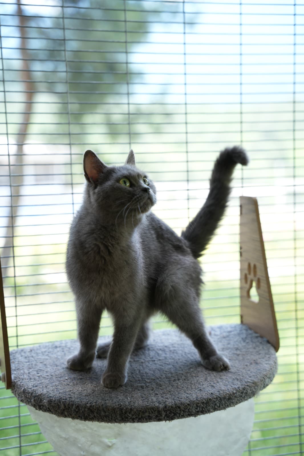 Dost Melez Kedi, Bursa