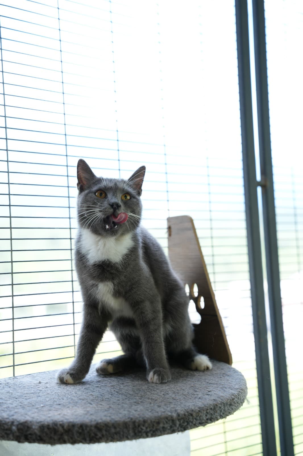 Dost Melez Kedi, Bursa