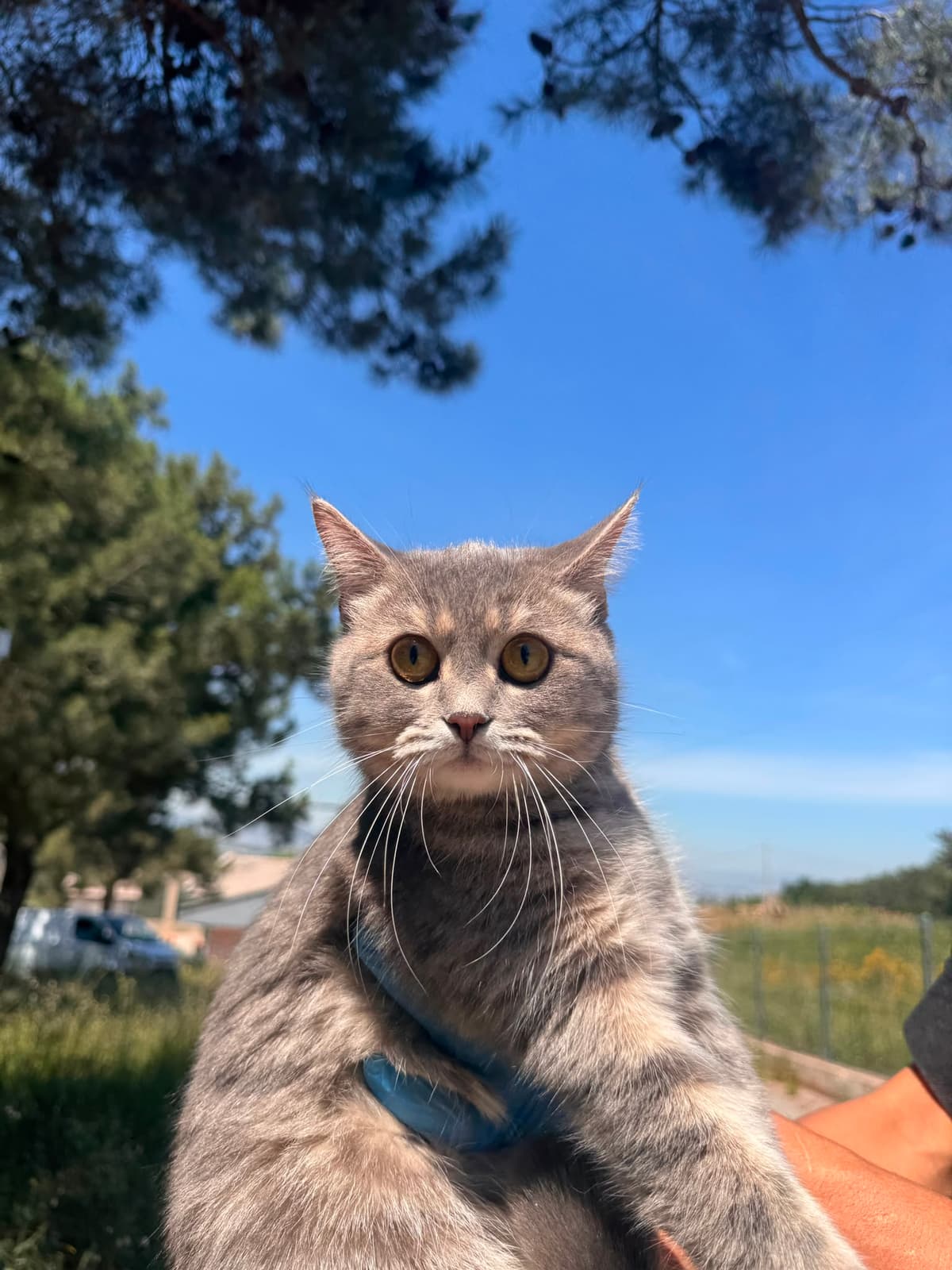 Dost Melez Kedi, Bursa