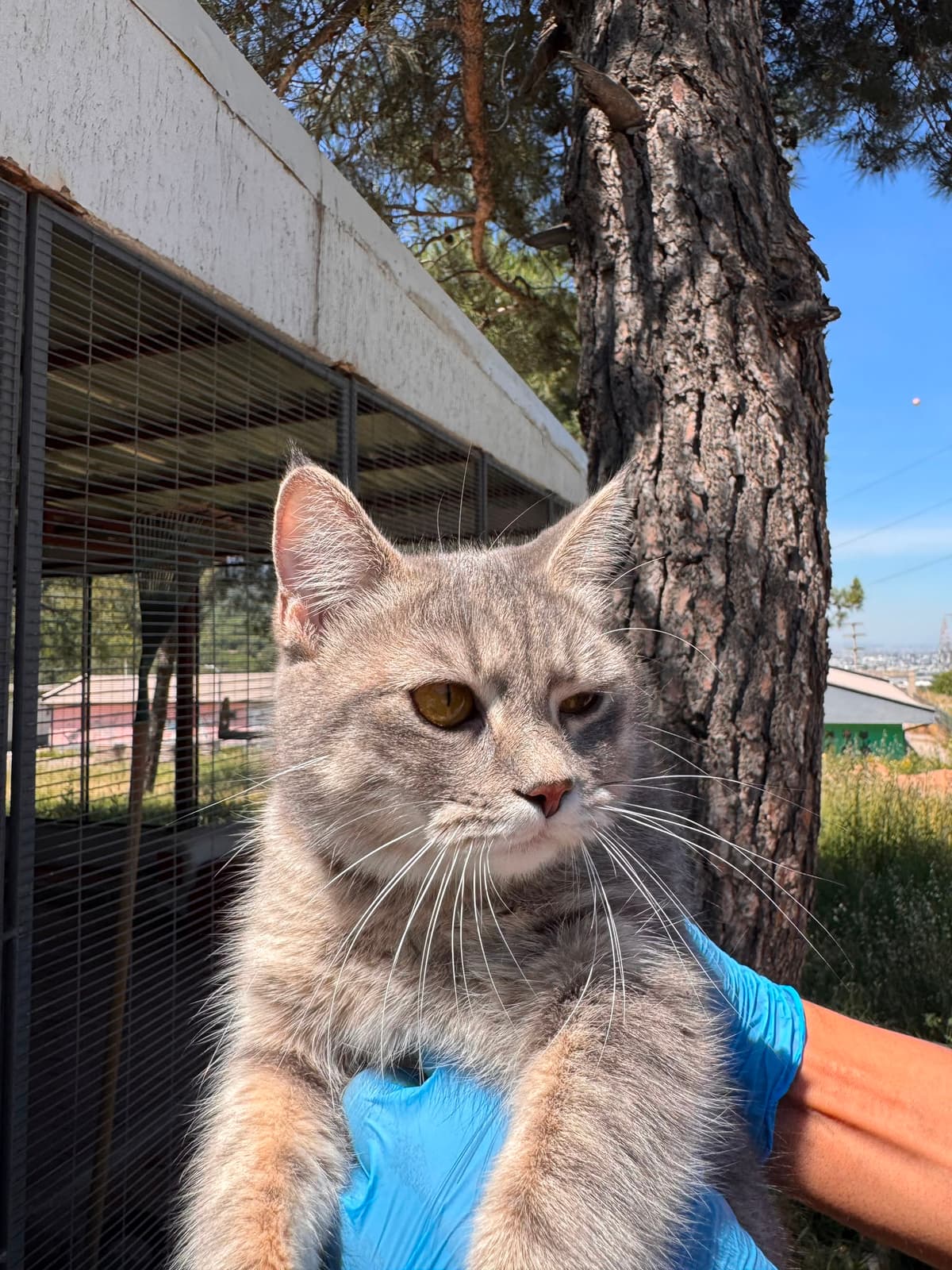 Dost Melez Kedi, Bursa