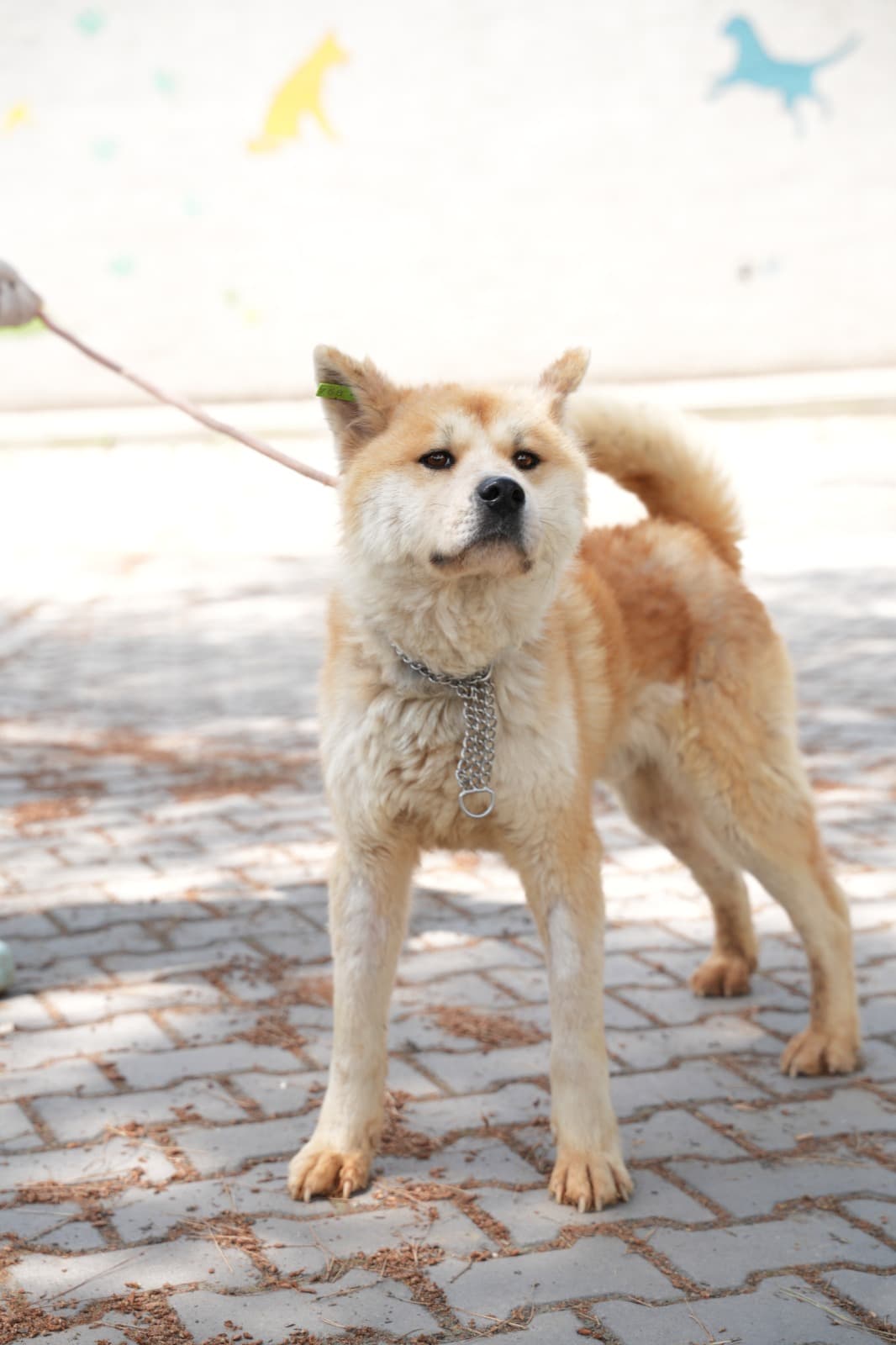 Kestel Can Dost 59 Melez Köpek, Bursa