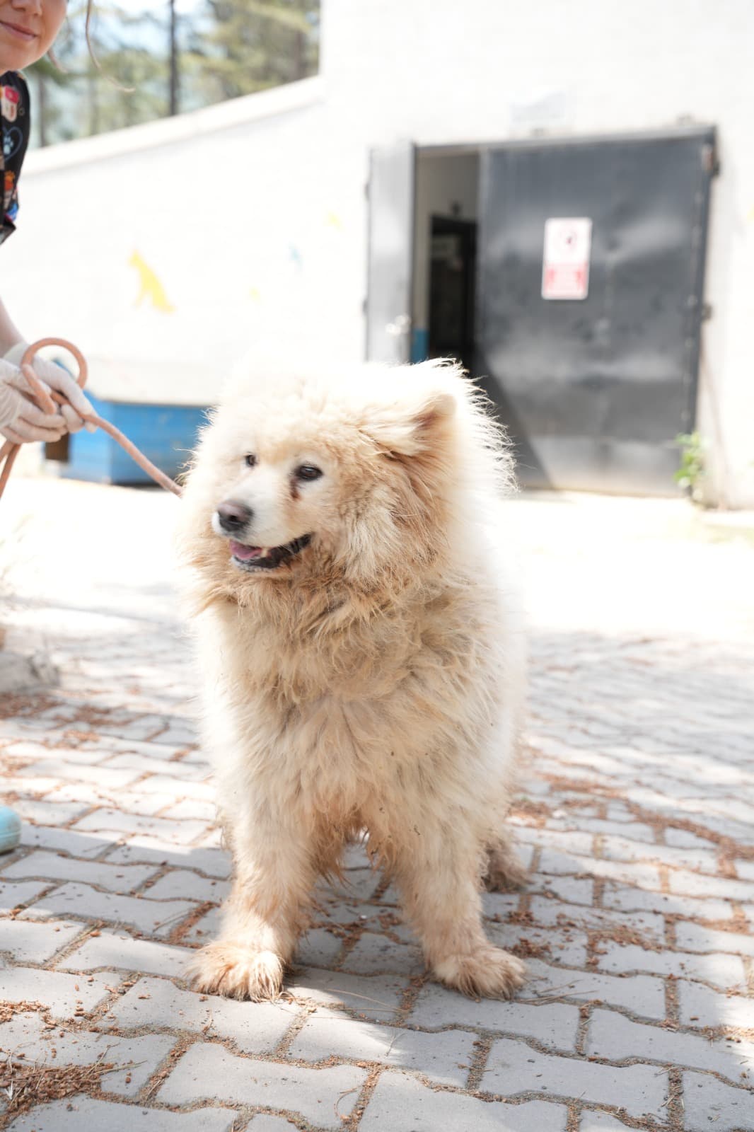 Kestel Can Dost 60 Melez Köpek, Bursa