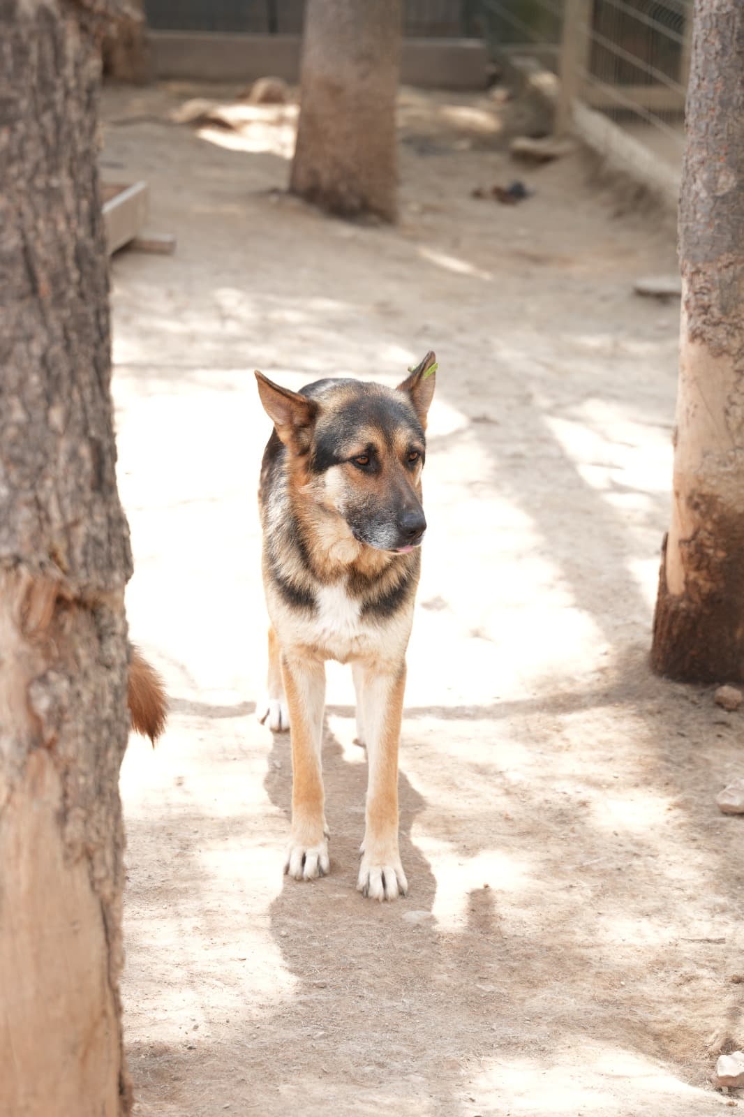 Kestel Can Dost 62 Melez Köpek, Bursa