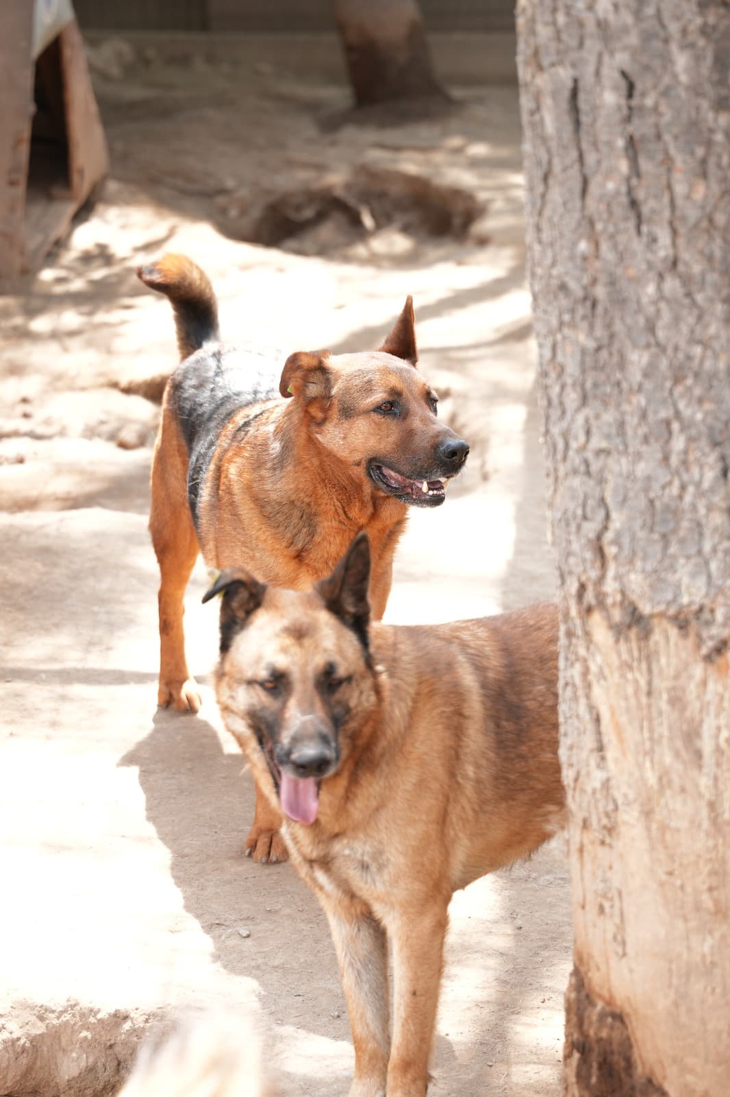 Kestel Can Dost 63 Melez Köpek, Bursa
