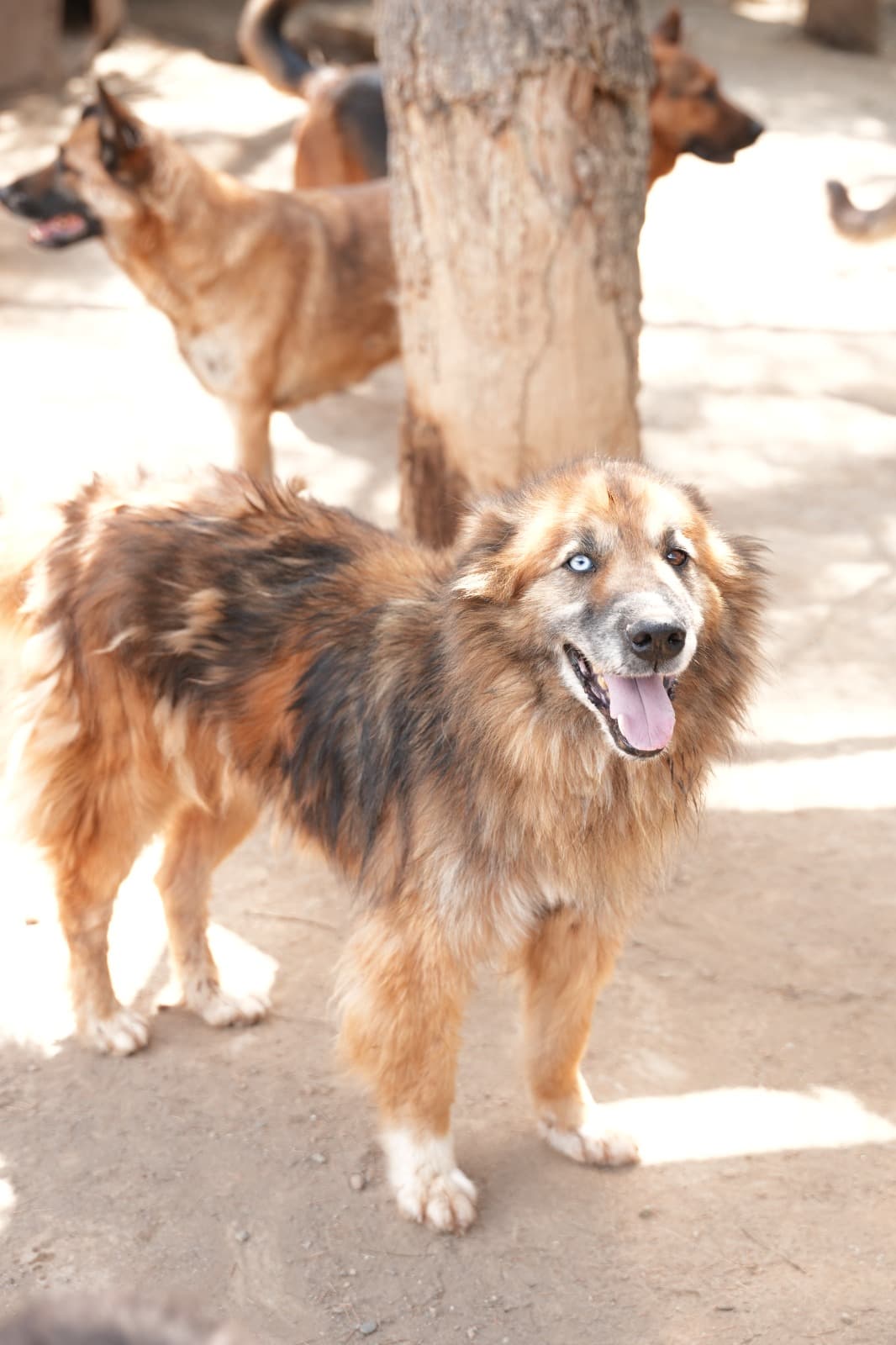 Kestel Can Dost 64 Melez Köpek, Bursa