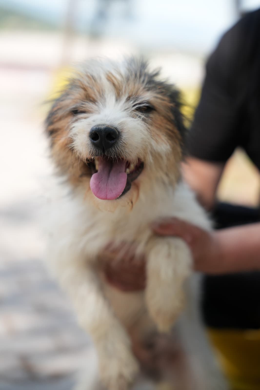 Kestel Can Dost 65 Melez Köpek, Bursa