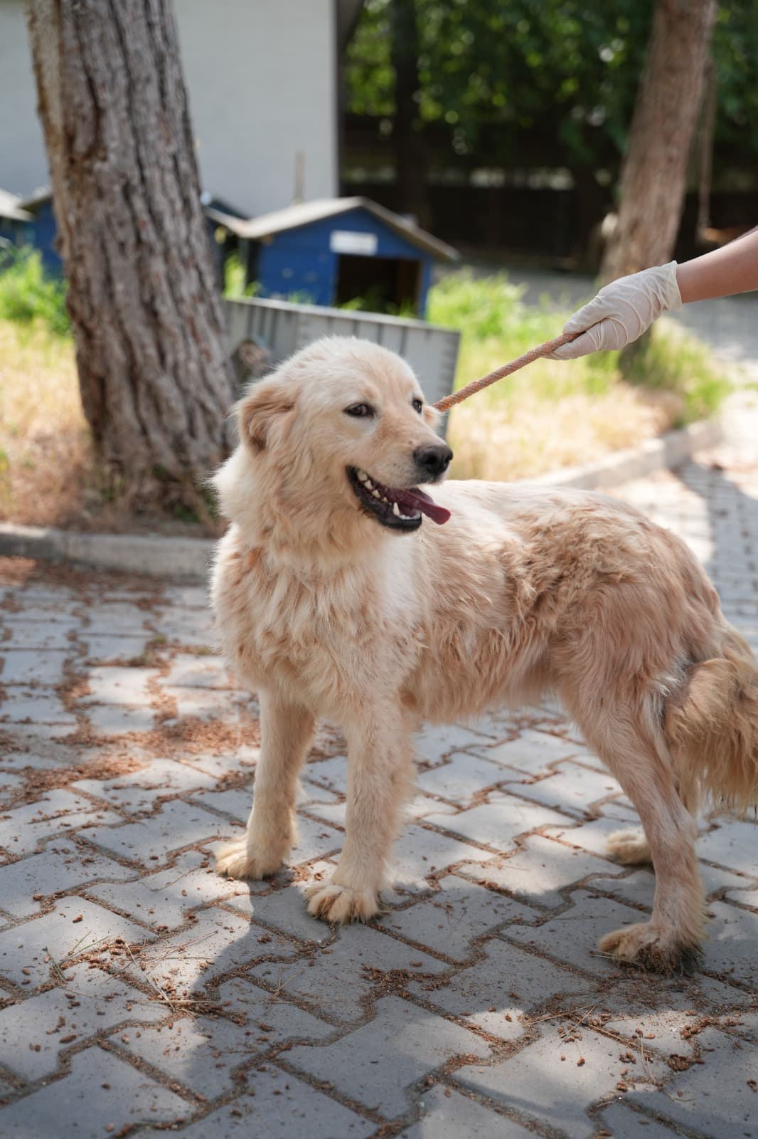Kestel Can Dost 66 Melez Köpek, Bursa