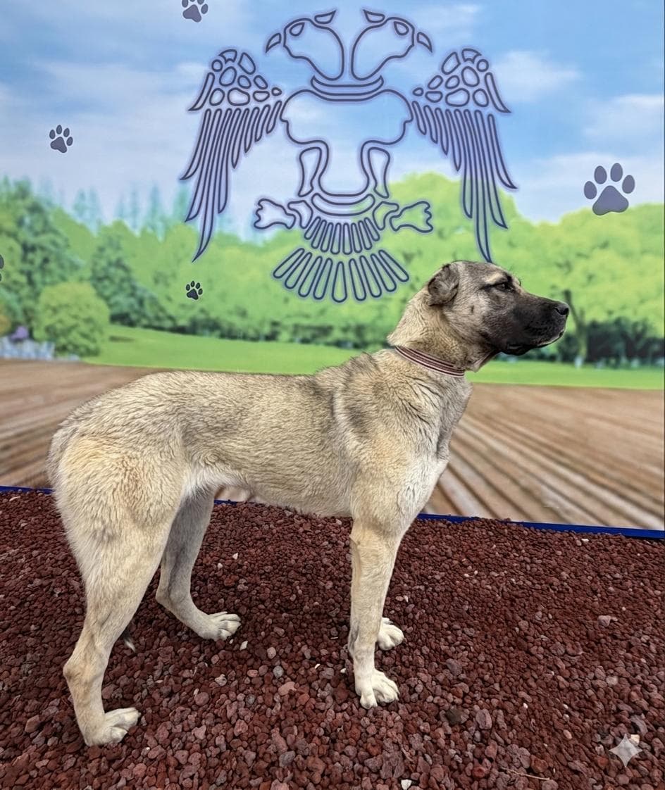 Konya M00401 Melez Köpek fotoğrafı