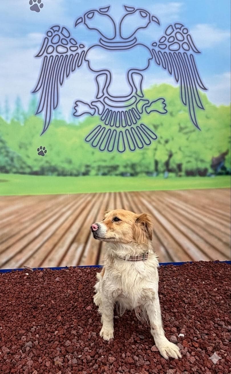 Konya M00475 Melez Köpek fotoğrafı