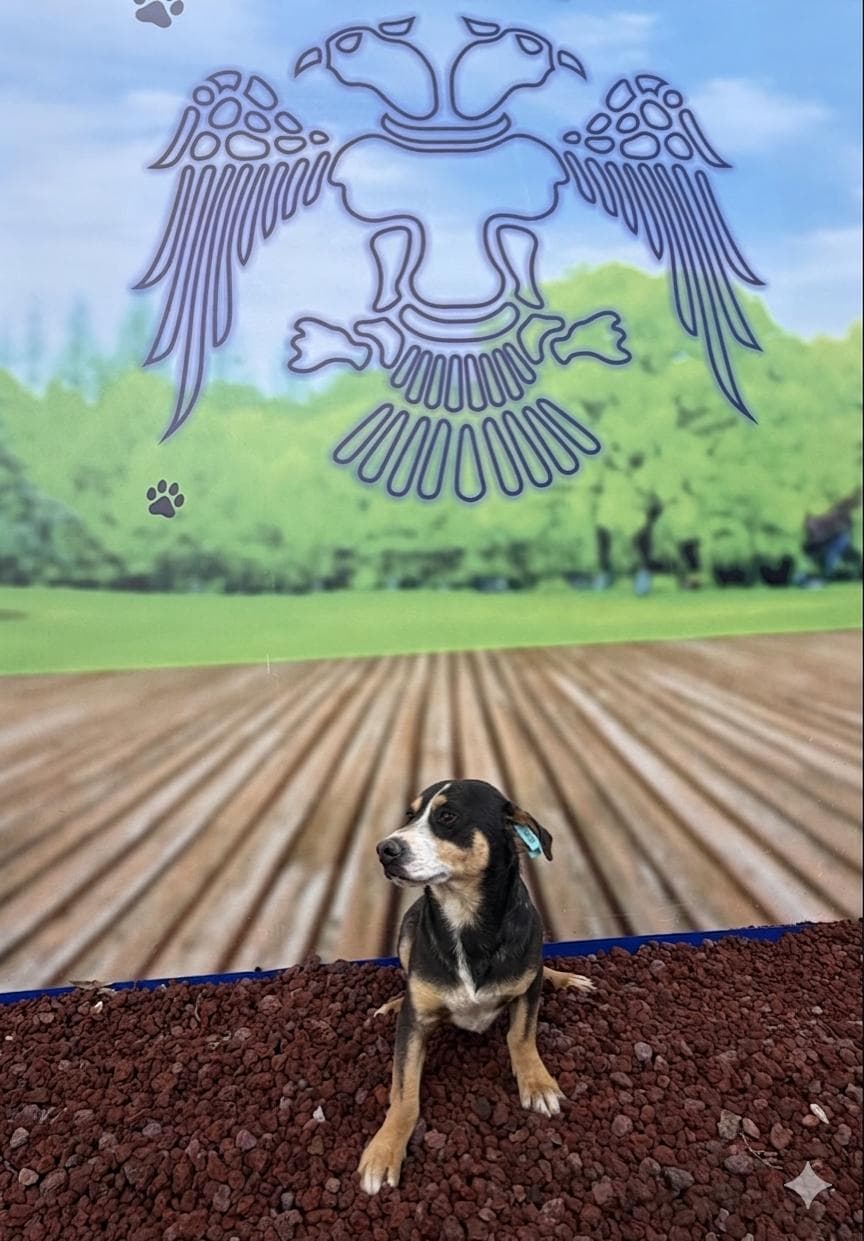 Konya M00482 Melez Köpek fotoğrafı