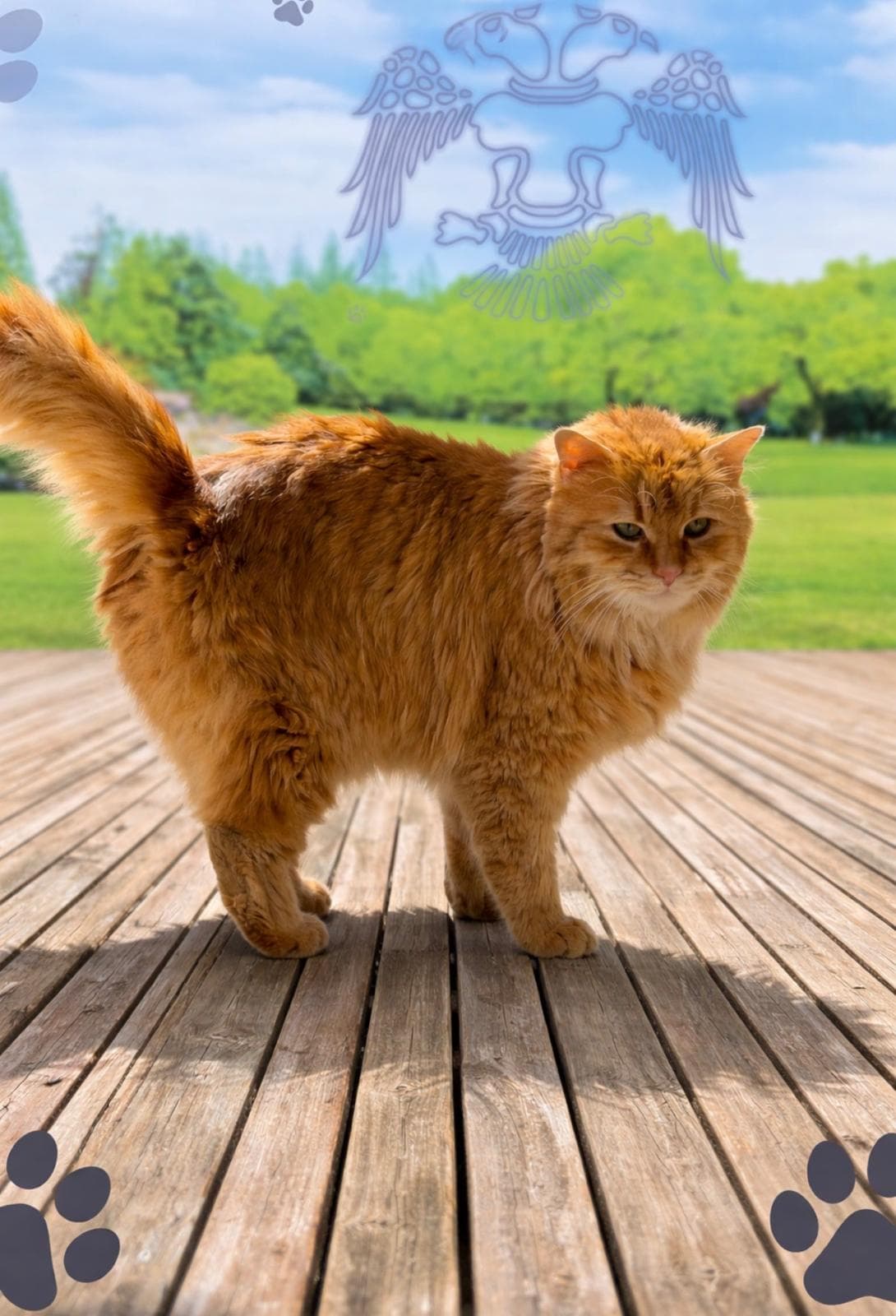 Konya S0251 Melez Kedi fotoğrafı