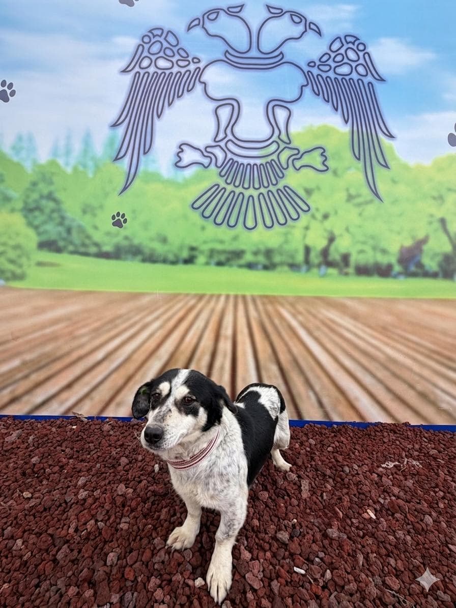 Konya Y04654 Melez Köpek fotoğrafı