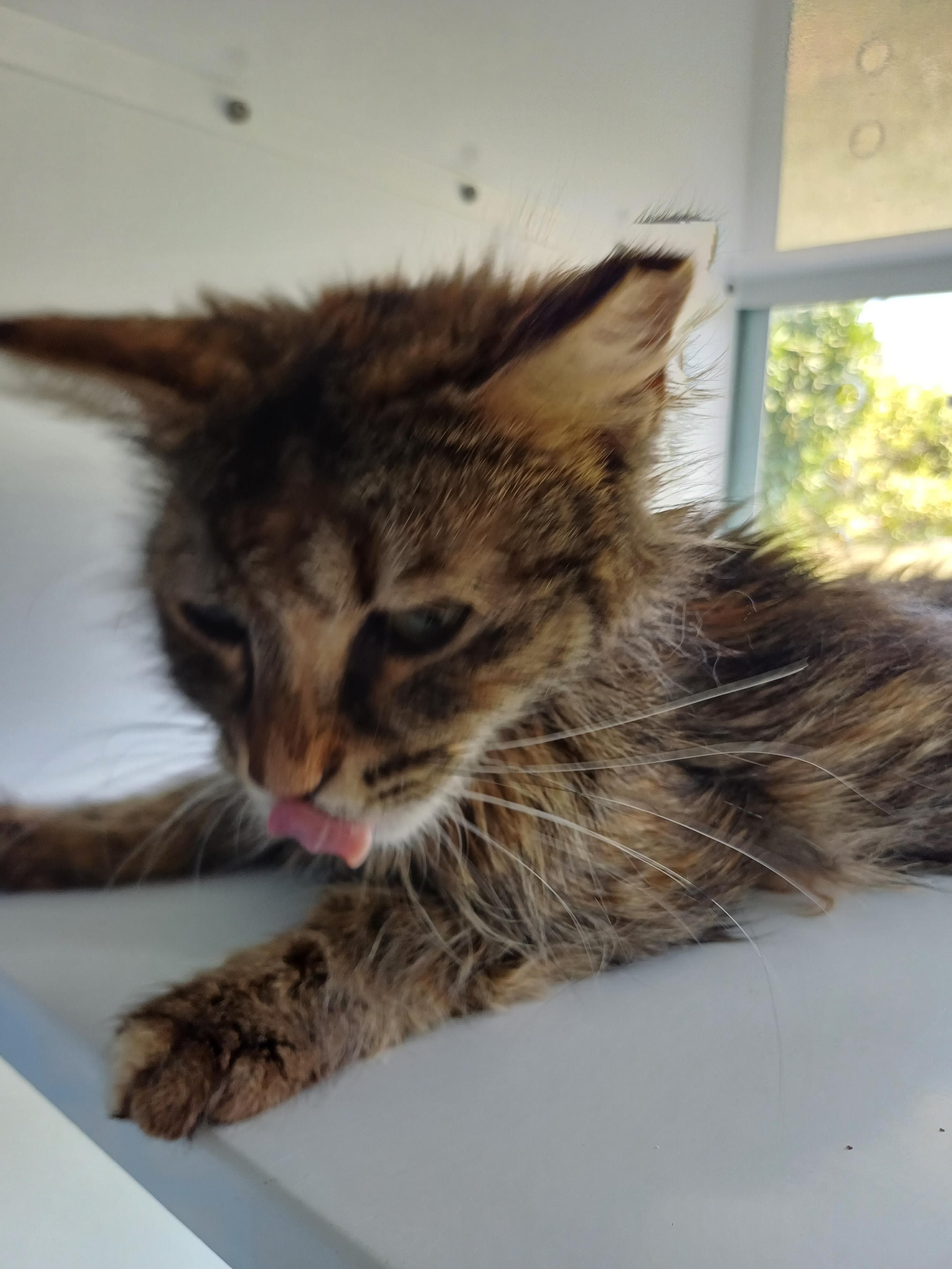Konyaalti Yuva Bekleyen Kedi 16672 Melez Kedi fotoğrafı