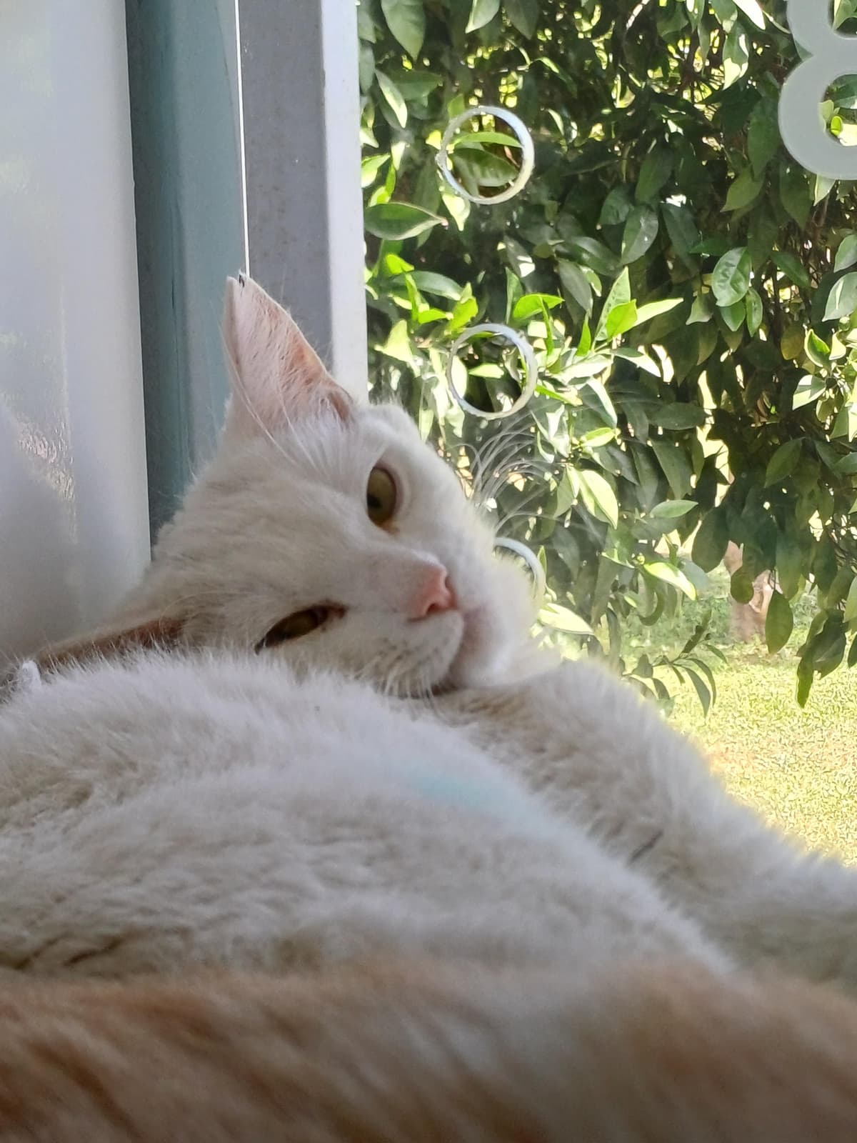 Konyaalti Melez Kedi fotoğrafı