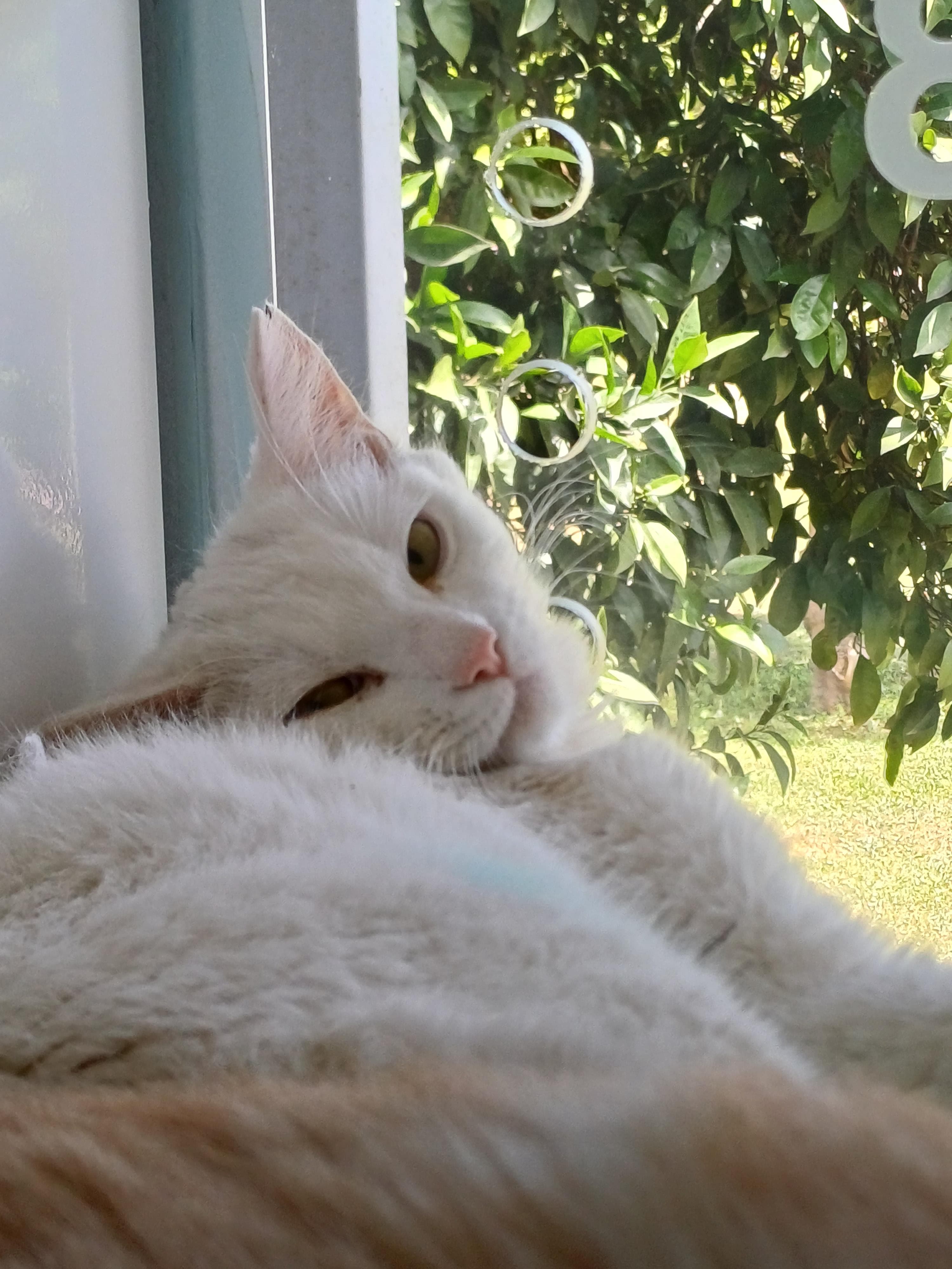 Konyaalti Yuva Bekleyen Kedi 16673 Melez Kedi fotoğrafı